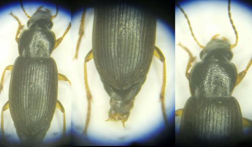 Parophonus maculicornis